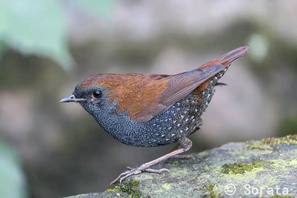 640 (1).webp (2).png